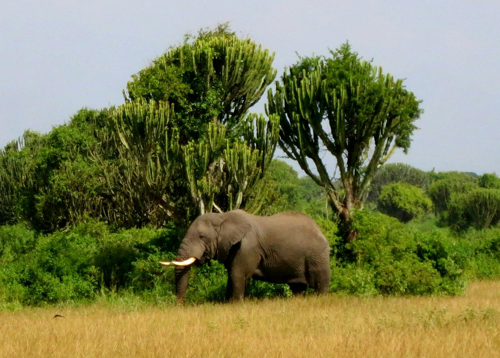 Victoria Basin ForestSavanna One Earth